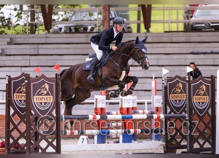 Czeski koń gorącokrwisty, Wałach, 4 lat, 165 cm, Ciemnokasztanowata