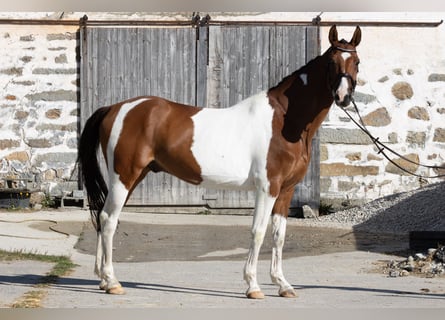 Czeski koń gorącokrwisty, Wałach, 7 lat, 167 cm, Srokata