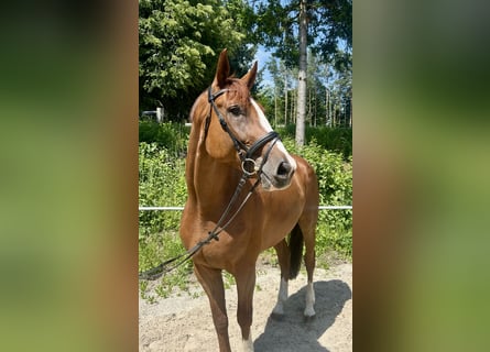 Czeski koń gorącokrwisty, Wałach, 7 lat, 180 cm, Kasztanowata