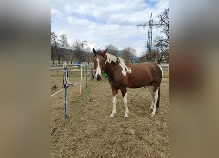 Czeski koń gorącokrwisty, Wałach, 8 lat, 154 cm, Srokata