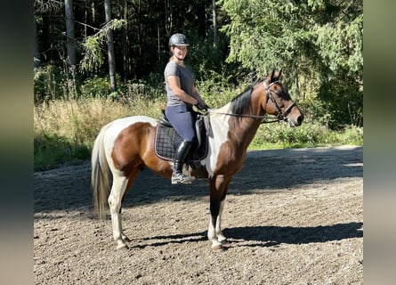 Czeski koń gorącokrwisty, Wałach, 11 lat, 158 cm, Srokata