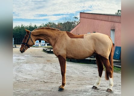 Czeski koń gorącokrwisty, Wałach, 13 lat, Ciemnokasztanowata