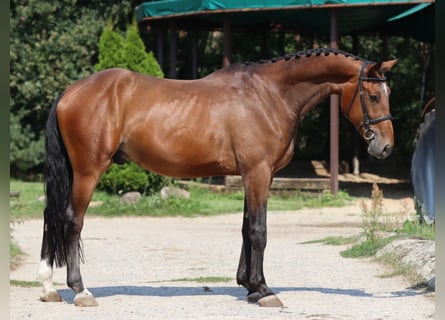 Czeski koń gorącokrwisty, Wałach, 3 lat, 170 cm, Gniada