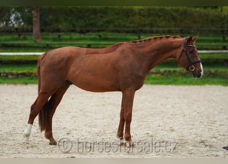 Czeski koń gorącokrwisty, Wałach, 4 lat, 164 cm, Kasztanowata