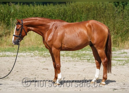 Czeski koń gorącokrwisty, Wałach, 5 lat, 168 cm, Kasztanowata