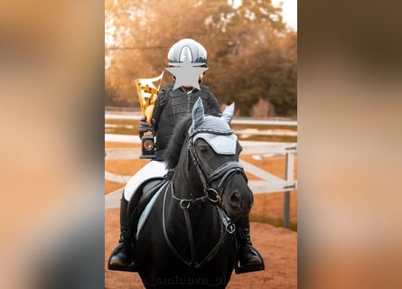 Czeski kuc sportowy, Klacz, 11 lat, 124 cm, Kara