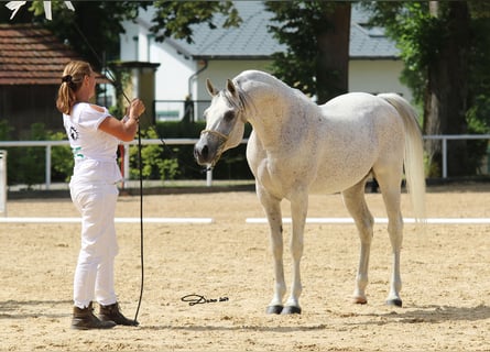 Vollblutaraber, Hengst, 19 Jahre, 150 cm, Fliegenschimmel