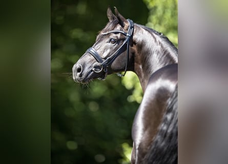 Westfalisk häst, Hingst, 11 år, 173 cm, Svart