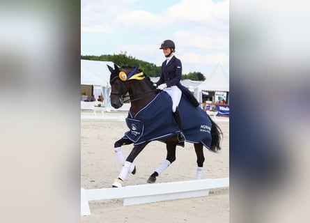 Westfaliano, Stallone, 12 Anni, 168 cm, Baio scuro