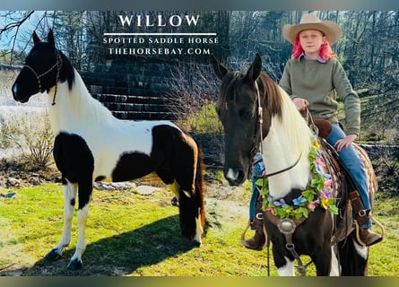 Da Sella Maculato, Castrone, 5 Anni, 152 cm, Tobiano-tutti i colori