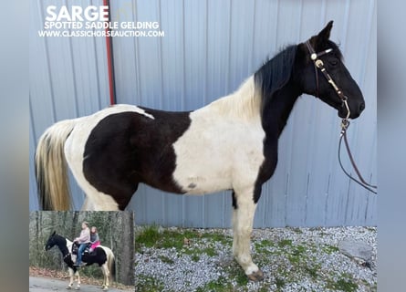 Da Sella Maculato, Castrone, 8 Anni, 142 cm, Tobiano-tutti i colori