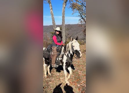 Da Sella Maculato, Castrone, 8 Anni, 163 cm, Tobiano-tutti i colori