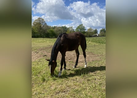 Dänisches Warmblut, Hengst, 1 Jahr, 170 cm, Brauner