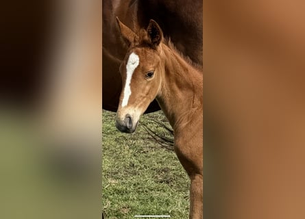 Dänisches Warmblut, Hengst, 1 Jahr, Dunkelfuchs