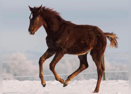 Dänisches Warmblut, Hengst, 1 Jahr, Fuchs