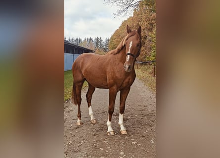 Dänisches Warmblut, Hengst, 2 Jahre, 169 cm, Dunkelfuchs