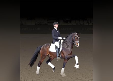 Dänisches Warmblut, Hengst, 8 Jahre, 170 cm, Dunkelbrauner