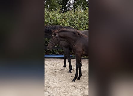 Dänisches Warmblut, Hengst, Fohlen (03/2026), 170 cm, Rappe