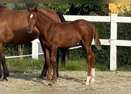 Dänisches Warmblut, Hengst, Fohlen (05/2024), 172 cm, Fuchs