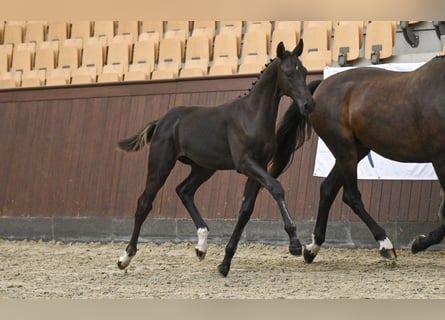 Dänisches Warmblut, Hengst, Fohlen (04/2025)