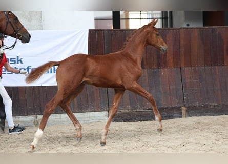 Dänisches Warmblut, Hengst, Fohlen (05/2025)