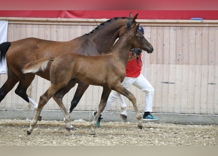Dänisches Warmblut, Hengst, Fohlen (05/2025)