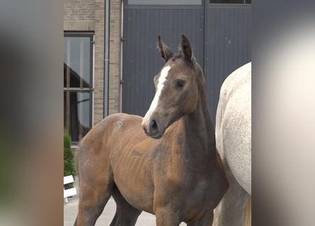 Dänisches Warmblut, Hengst, Fohlen (04/2026), Schimmel