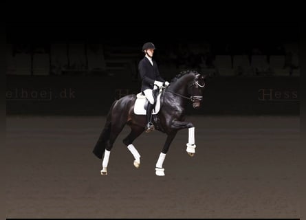 Dänisches Warmblut, Hengst, 5 Jahre, 173 cm, Rappe
