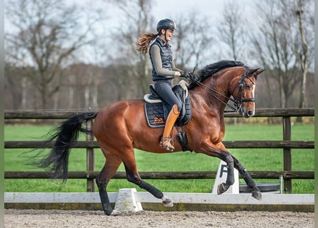 Dänisches Warmblut, Stute, 12 Jahre, Rotbrauner