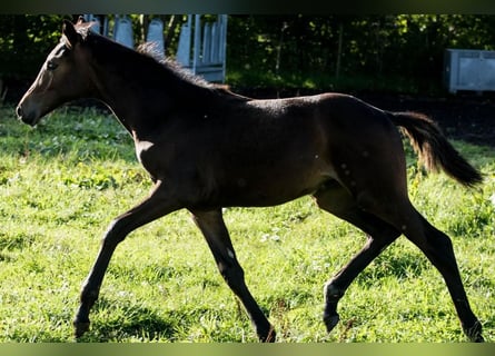 Dänisches Warmblut, Stute, 1 Jahr, 172 cm, Dunkelbrauner