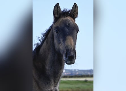 Dänisches Warmblut, Stute, 1 Jahr, Schimmel