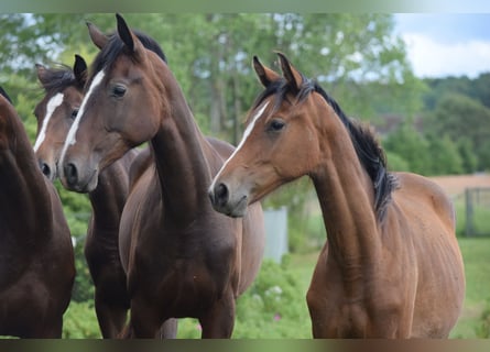 Dänisches Warmblut, Stute, 2 Jahre, 170 cm, Hellbrauner