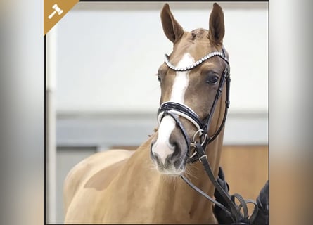 Dänisches Warmblut, Stute, 4 Jahre, 166 cm, Fuchs