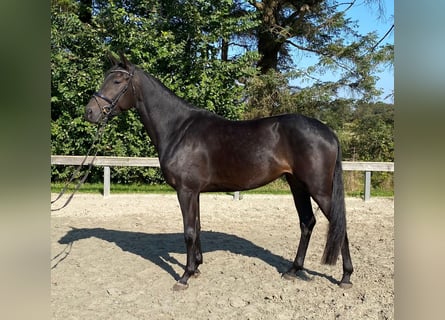 Dänisches Warmblut, Stute, 4 Jahre, 168 cm, Dunkelbrauner