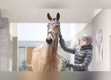 Dänisches Warmblut, Stute, 4 Jahre, 169 cm, Hellbrauner