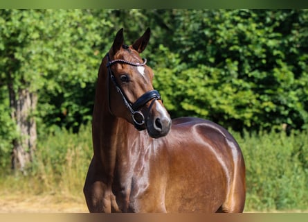 Dänisches Warmblut, Stute, 4 Jahre, 174 cm, Dunkelbrauner
