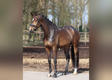 Dänisches Warmblut, Stute, 4 Jahre, 174 cm, Dunkelbrauner