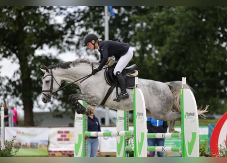 Dänisches Warmblut, Stute, 6 Jahre, 165 cm, Schimmel