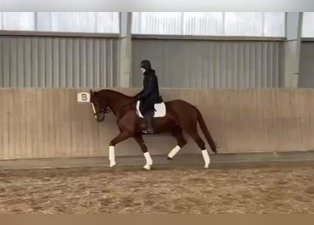 Dänisches Warmblut, Stute, 6 Jahre, 168 cm, Fuchs