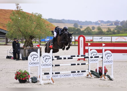 Dänisches Warmblut, Stute, 6 Jahre, 168 cm, Rappe
