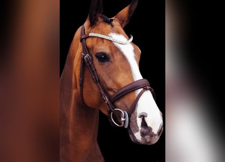 Dänisches Warmblut, Stute, 7 Jahre, 165 cm, Brauner