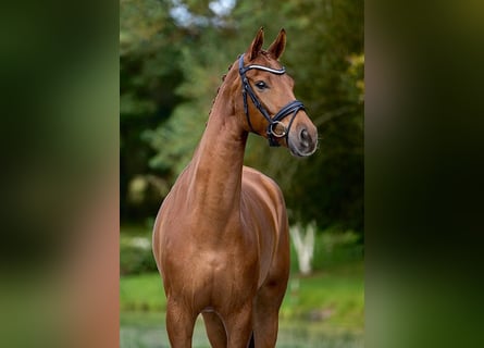 Dänisches Warmblut, Stute, 7 Jahre, 176 cm, Fuchs