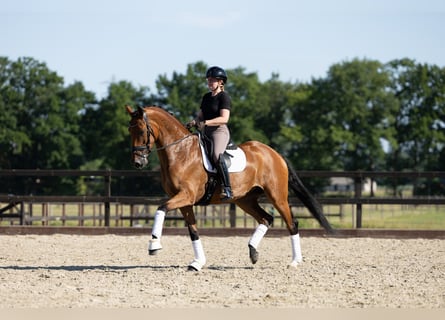 Dänisches Warmblut, Stute, 9 Jahre, 172 cm, Brauner