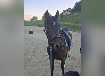 Dänisches Warmblut, Wallach, 10 Jahre, 165 cm, Dunkelbrauner