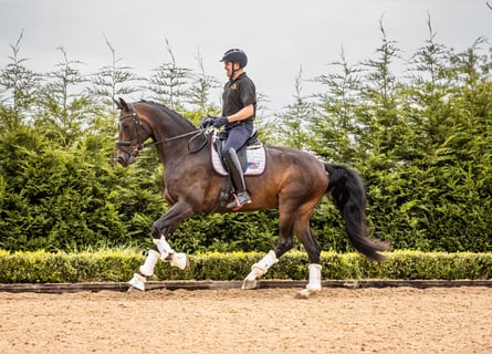 Dänisches Warmblut, Wallach, 10 Jahre, 173 cm, Rotbrauner