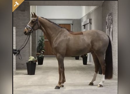 Dänisches Warmblut, Wallach, 11 Jahre, 167 cm, Fuchs