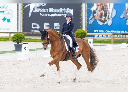 Dänisches Warmblut, Wallach, 12 Jahre, 170 cm, Dunkelfuchs
