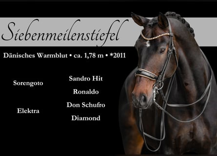 Dänisches Warmblut, Wallach, 14 Jahre, 179 cm, Dunkelbrauner