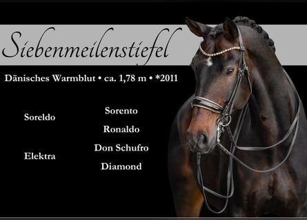 Dänisches Warmblut, Wallach, 14 Jahre, 179 cm, Dunkelbrauner