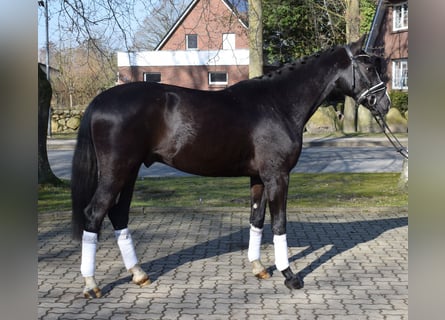 Dänisches Warmblut, Wallach, 3 Jahre, 163 cm, Rappe